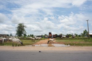 adamawa-cattle