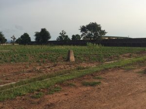 Crops in South Yola violating the federal grazing reserve demarcations. (Photo by Matthew Page)